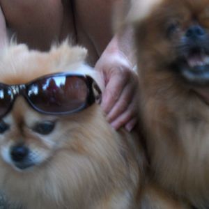 Meet your Posher, Fran